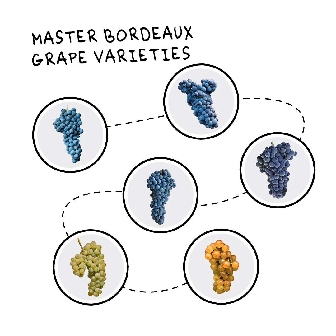 Bordeaux 101 - Image 6