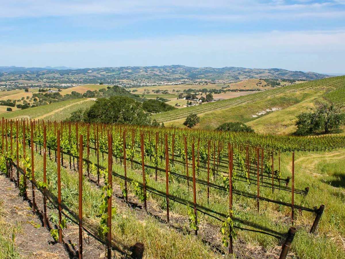 Paso Robles 101 - Image 12